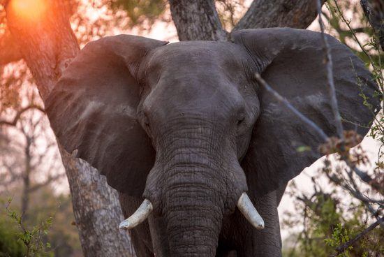 A clos-eup of an elephant with a sunset