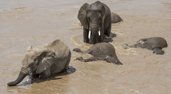 elephants swimming in the river