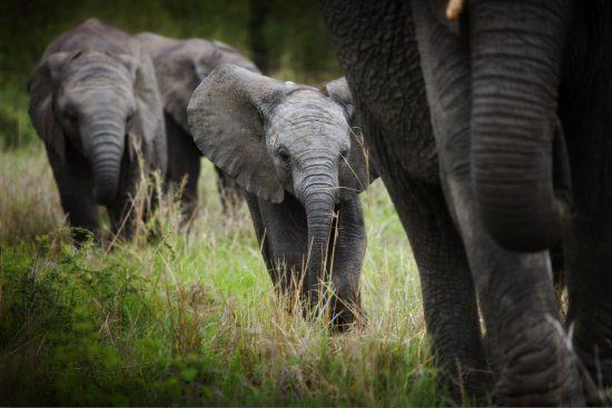 Kleiner Elefant mitten in einer Elefantenherde