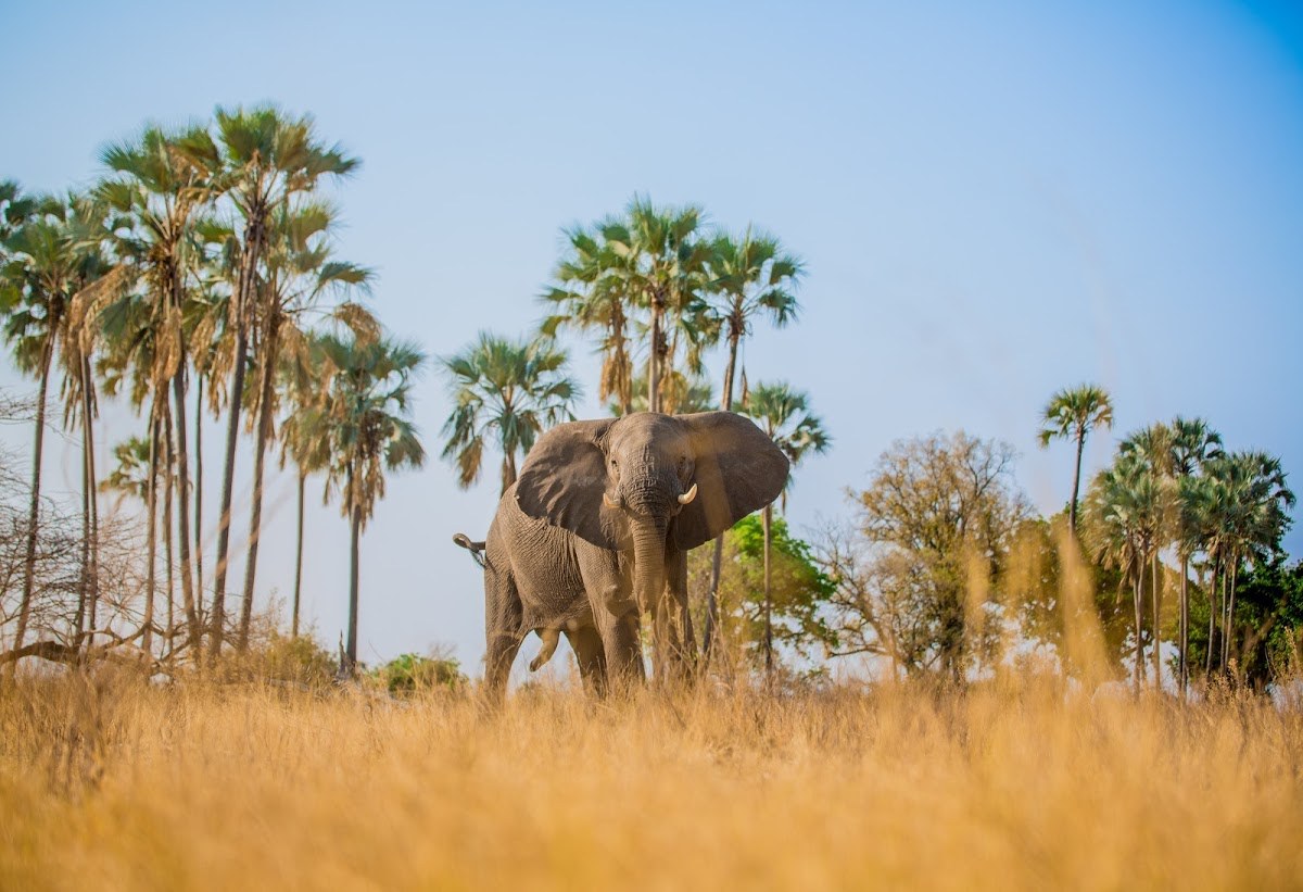 In Botswana laufen Sie auch mal Elefanten über den Weg...