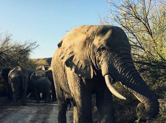 Elefante se isola de seus companheiros em Sanbona Wildlife Reserve