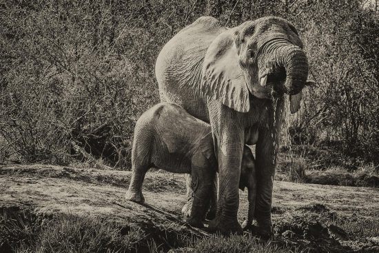 Elephant drining water and its calf under her legs