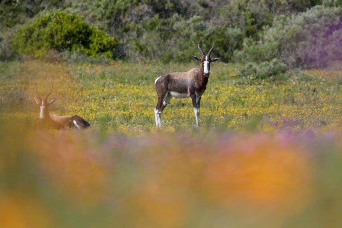 Bontebok, uma espécie de antílope africano, no Parque Nacional da Costa Oeste