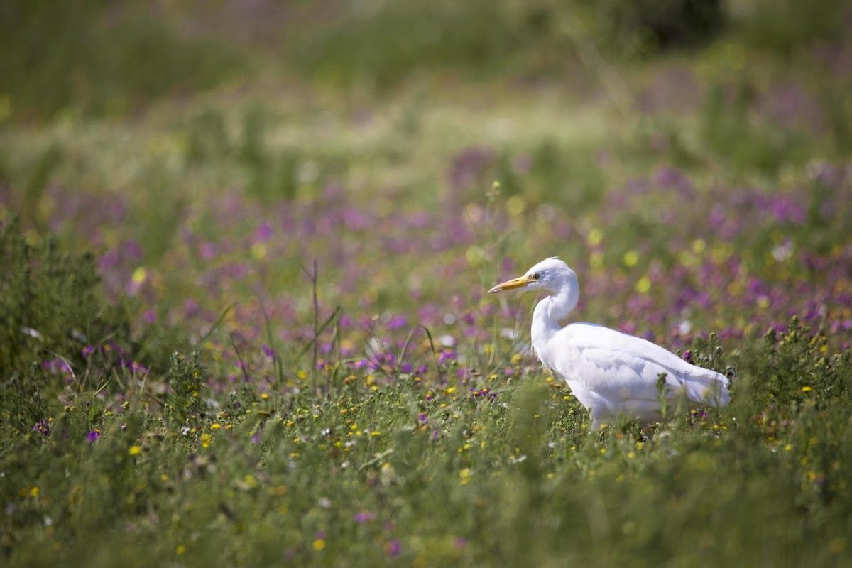 Garça entre as flores da costa oeste da África do Sul