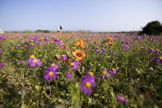 Lila und orangene Blüten an der südafrikanischen Westküste