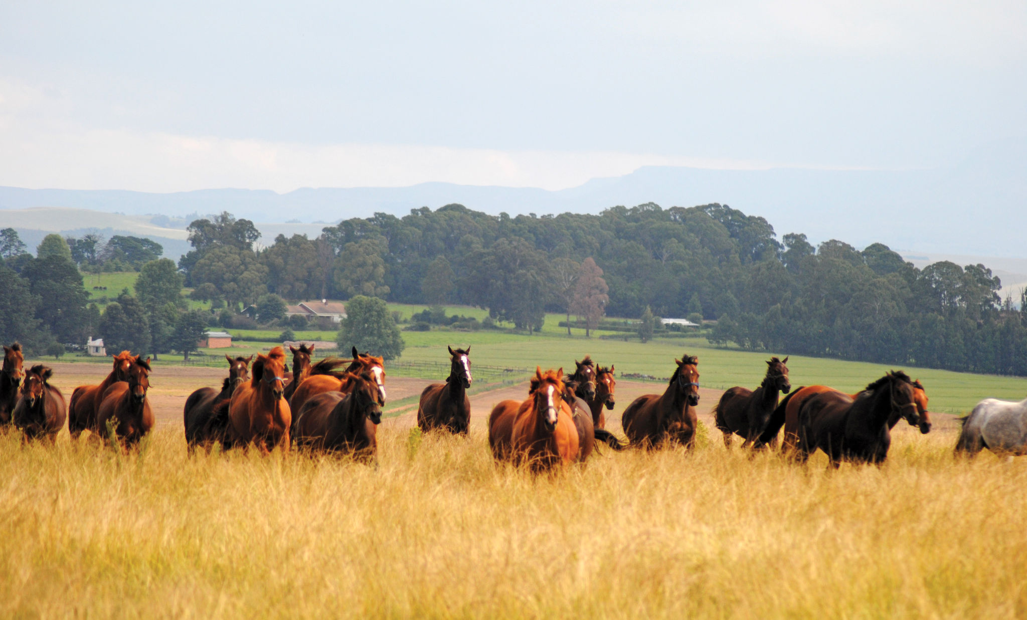 Horses at Hartford House in South Africa