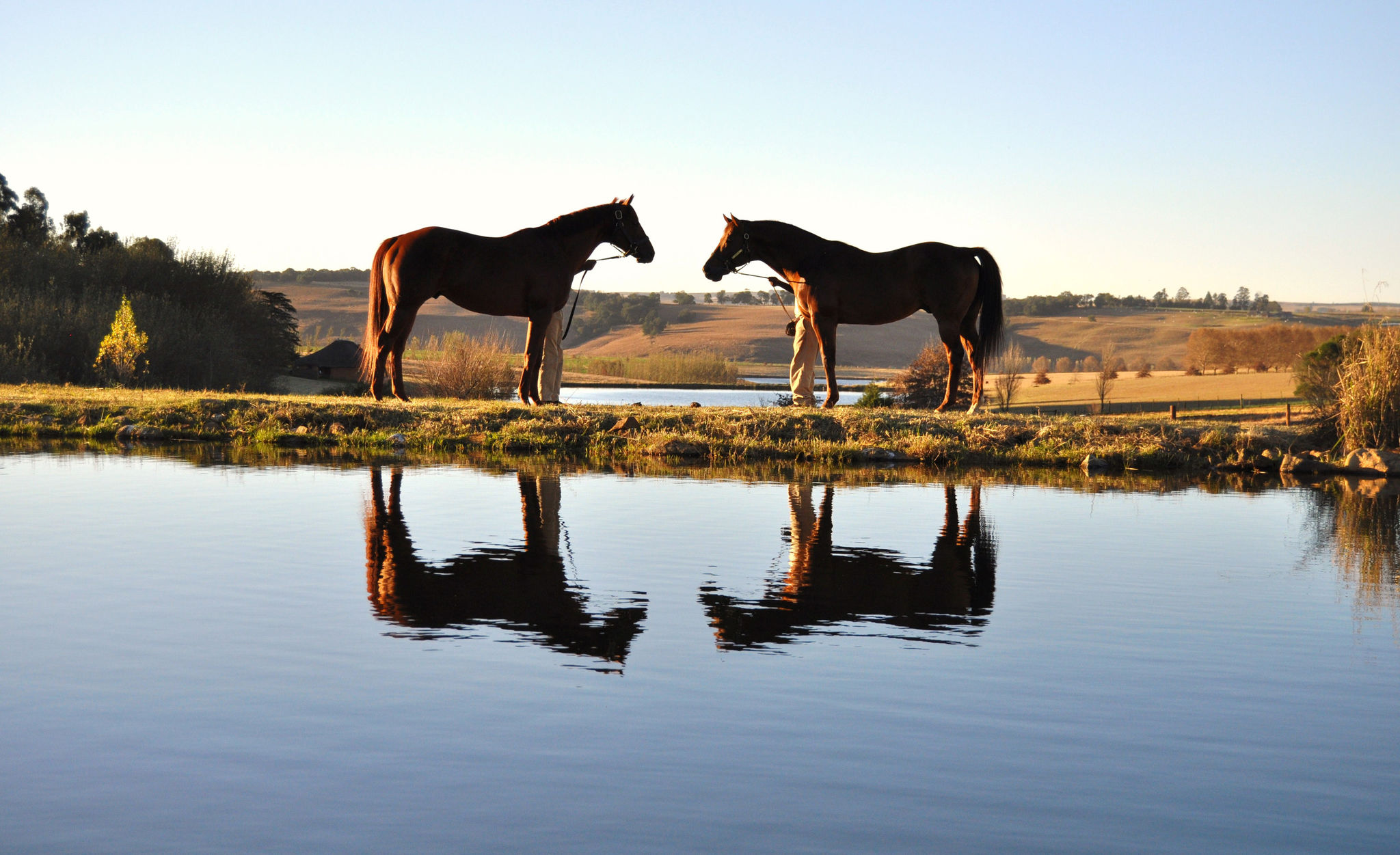 Horses and their reflections in a dam/lake in KwaZulu Natal, South Africa