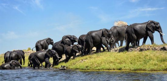 herd of elephant walking