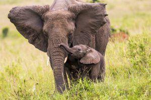 animaux nouveaux-nés d'Afrique - éléphant