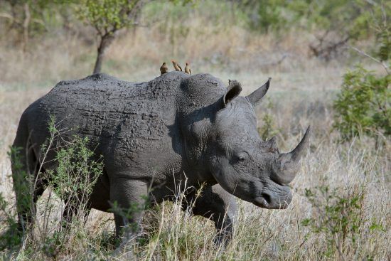 Rhino walking through bush with Oxpecker birds