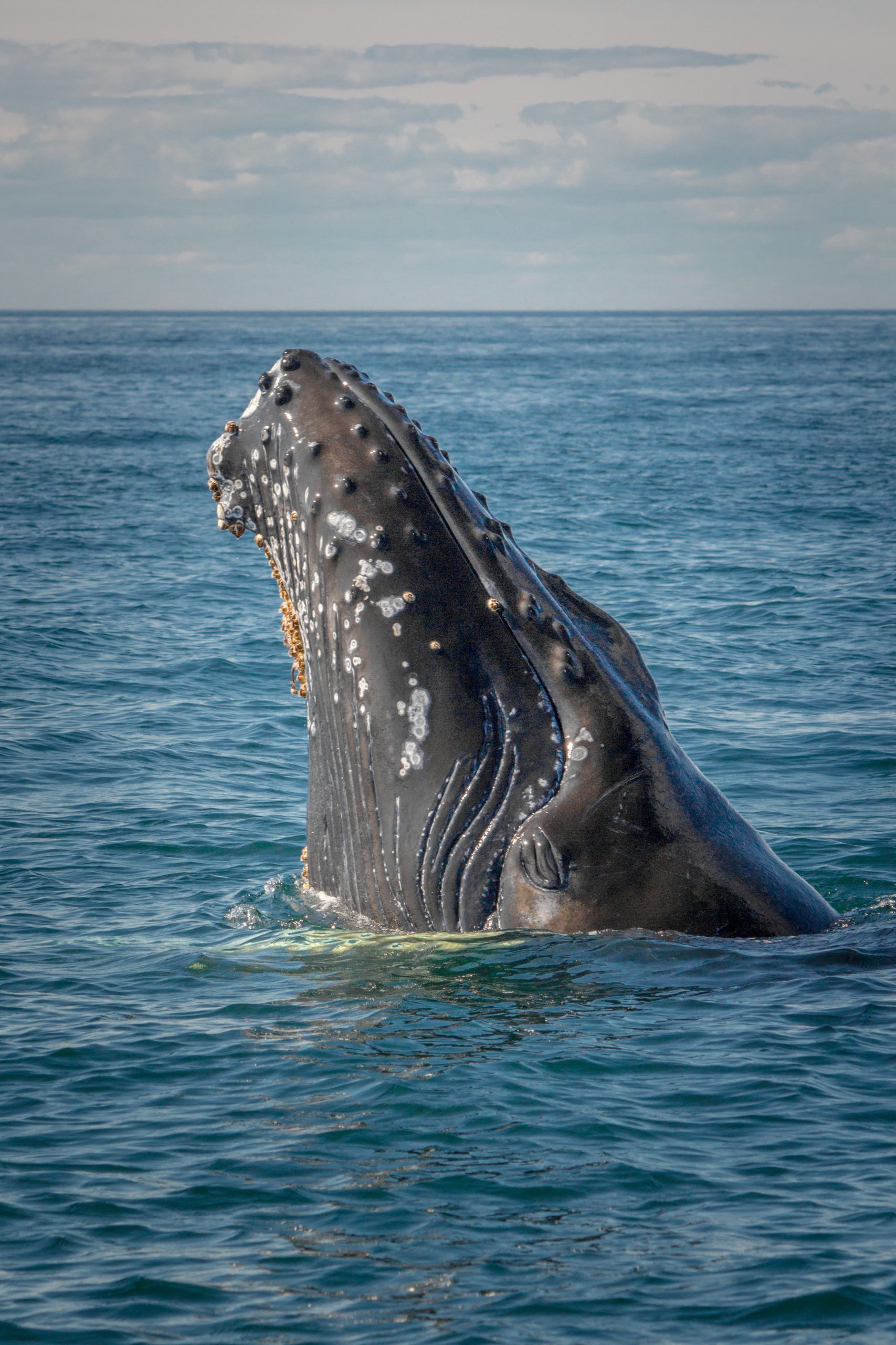 Humpback whale calf 