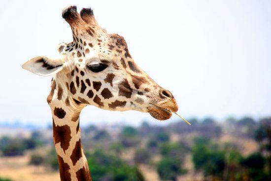 "Giraffentheater" von Léo Grasset klärt über die Eigenarten der afrikanischen Tierwelt auf.