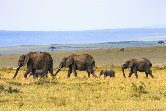 Elefanten ziehen durch die atemberaubende Masai Mara, die auch Schauplatz des Romans "Jenseits von Afrika" darstellt.