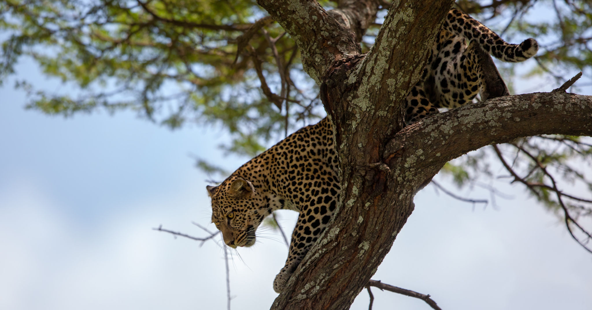 Léopard descendant d'un arbre au cratère du Ngorongoro, Tanzanie