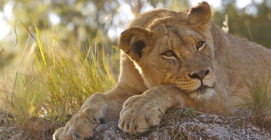 Lion resting on a tree in the Kruger Park