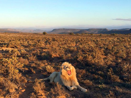 Leão albino rugindo em meio à savana