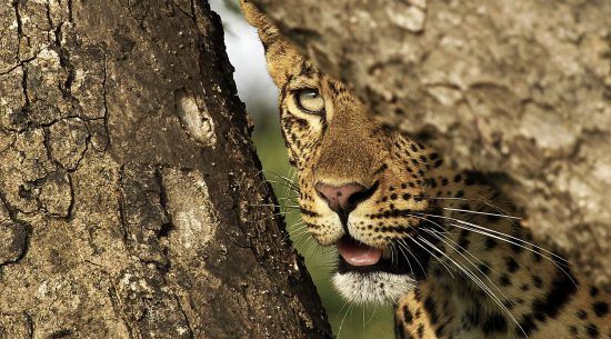 Leopard hiding behind a tree