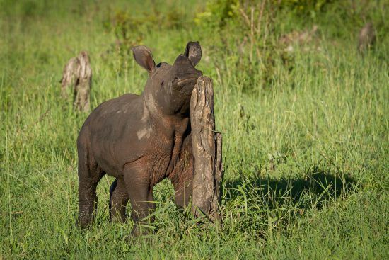 Baby rhino rubbing against a tree stump