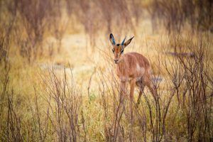 animaux nouveaux-nés d'Afrique - gazelle