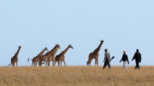 Les girafes font partie de la faune sauvage extraordinaire à voir pendan tun voyage au Kenya.