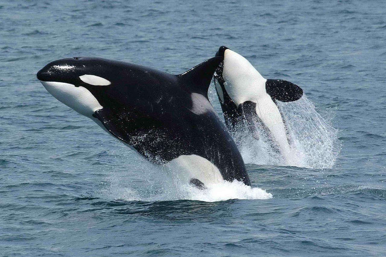 Dos orcas jugando en el agua