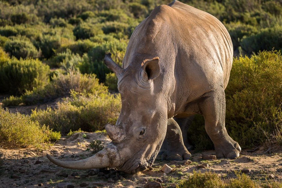 Nashorn mit langem Horn sucht nach grünem Gras