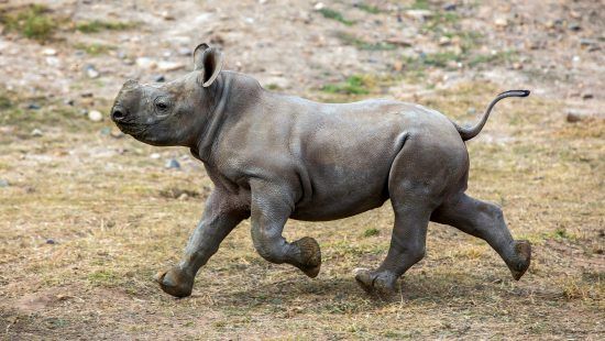 Filhote de rinoceronte em Taronga