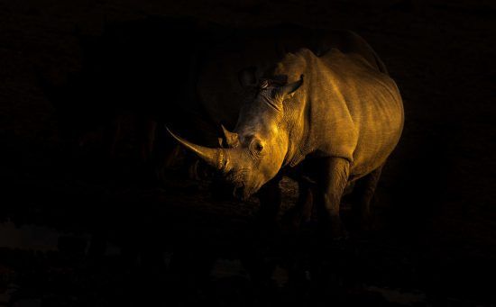 Nashorn in der Dunkelheit