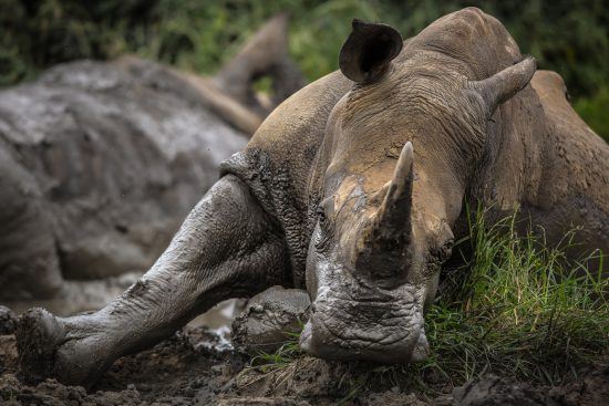 rhino relaxing in mud