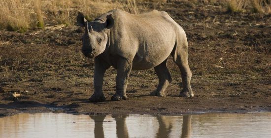 Baby rhino at the river at Black Rhino Reserve Pilanesberg National Park