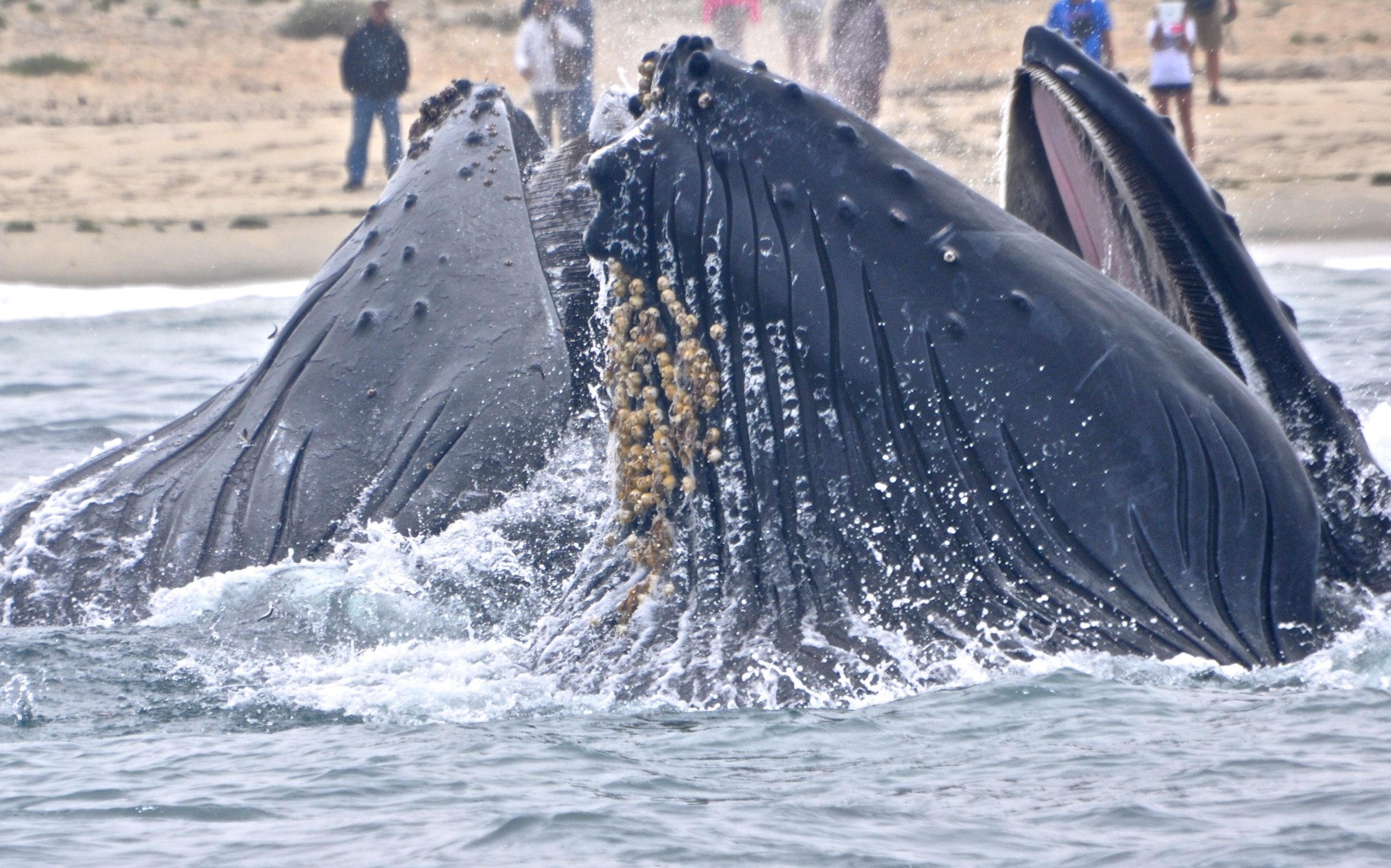 Two whales near the shore