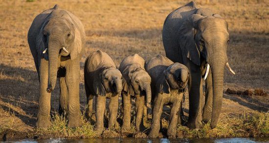 Elephant and their calves drinking