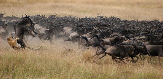 La Gran Migración, espectáculo natural puro