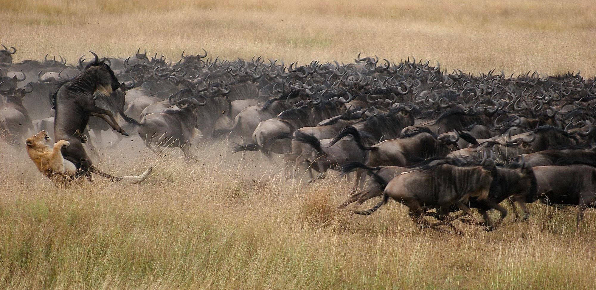 A lion attacks a wildebeest in the Serengeti