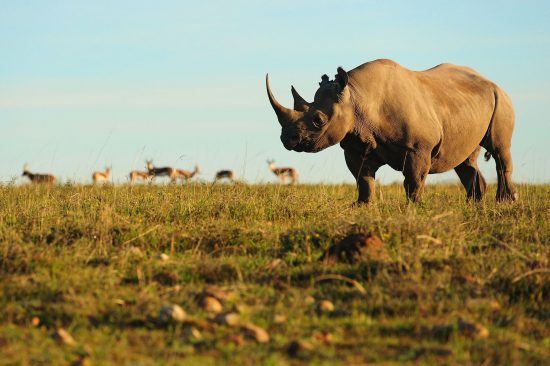 Rhino with antelope during sun rise