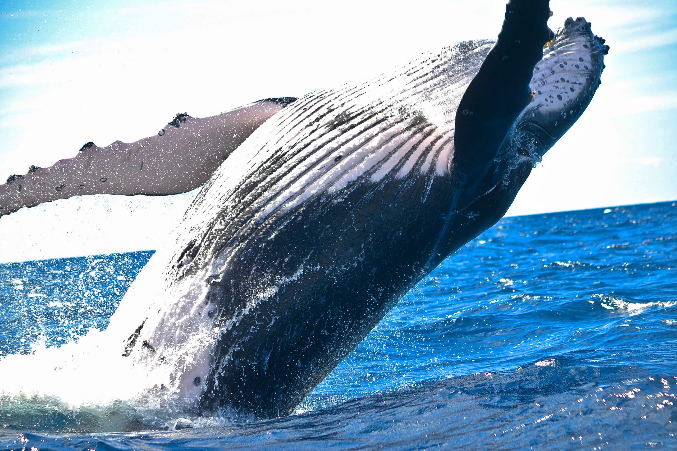 A whale surges out of the water