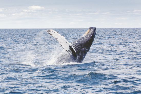 Uma baleia jubarte emergindo do mar