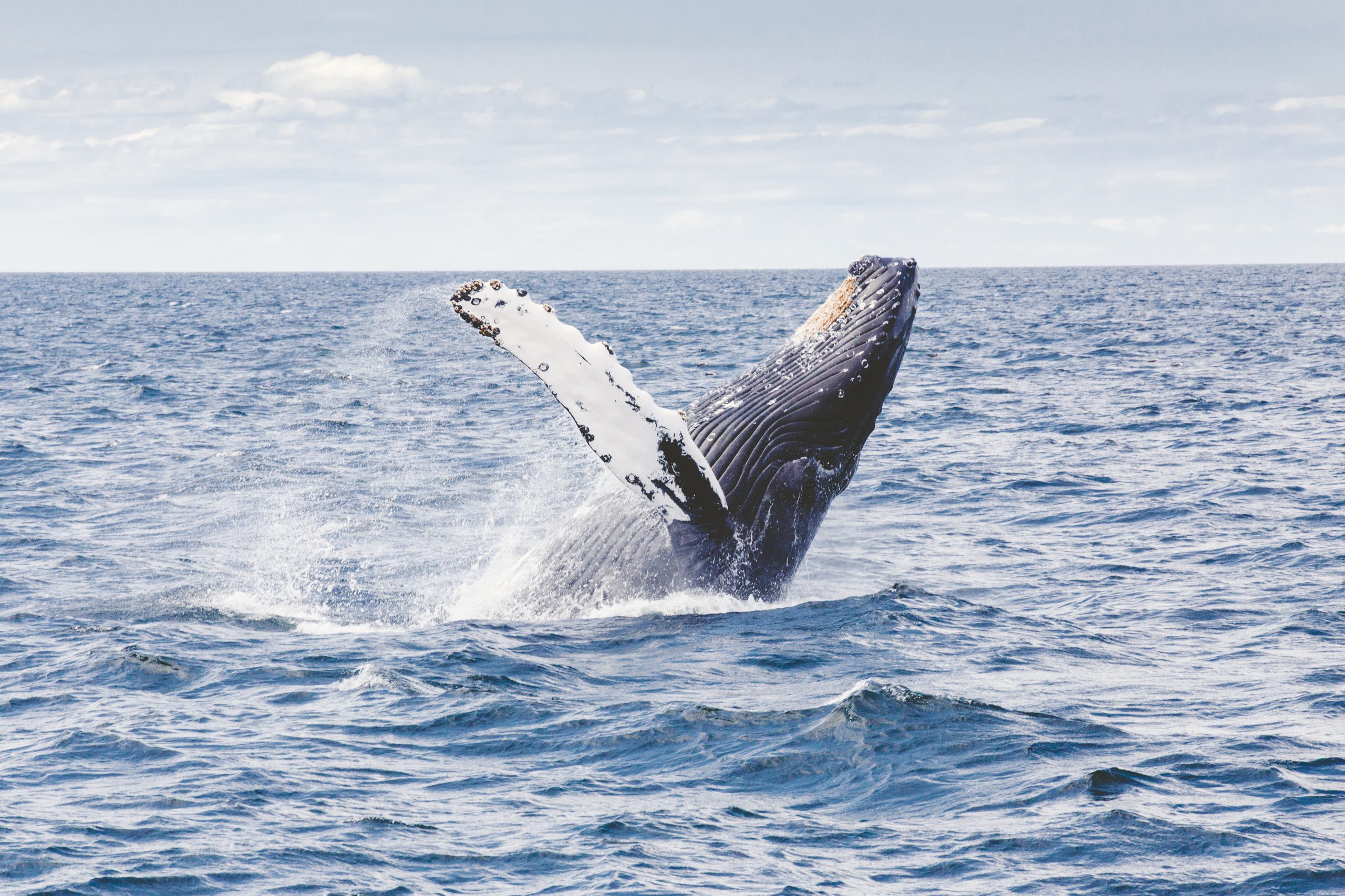 humback whale breaching in the ocean