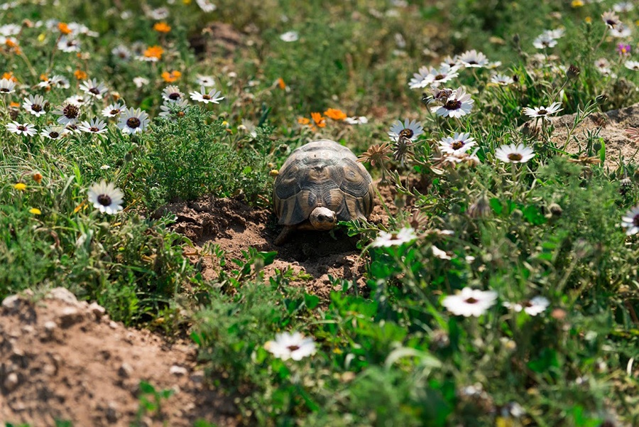 Tartaruga passeia pelas flores do Parque Nacional da Costa Oeste, Cabo Ocidental