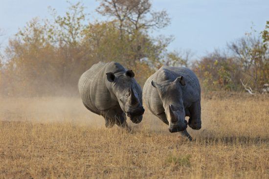 Zwei Breitmaulnashörner liefern sich ein Rennen