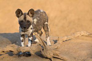 animaux nouveaux-nés d'Afrique - lycaon