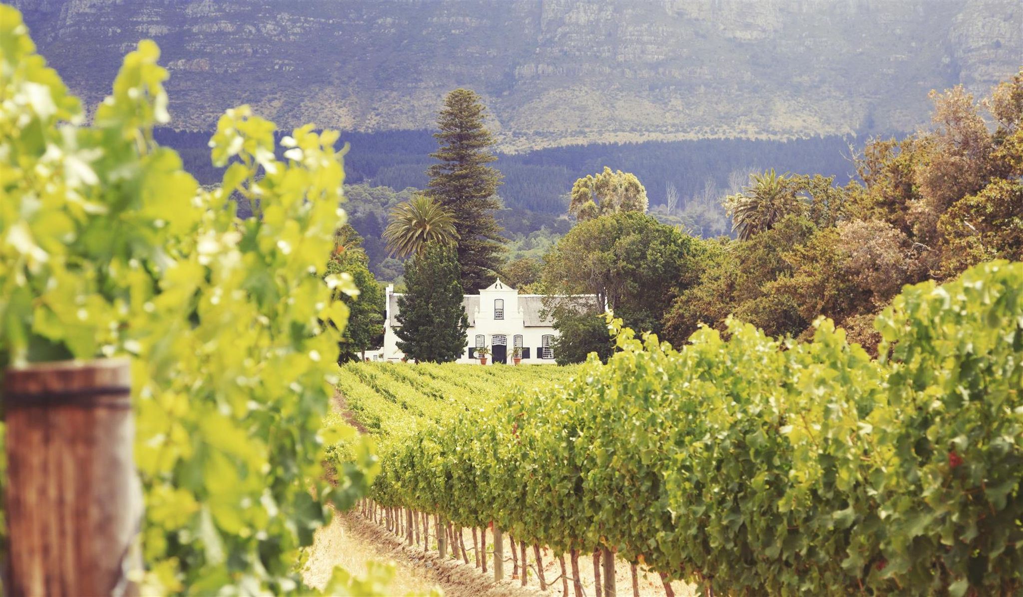 Vineyards in Stellenbosch, South Africa