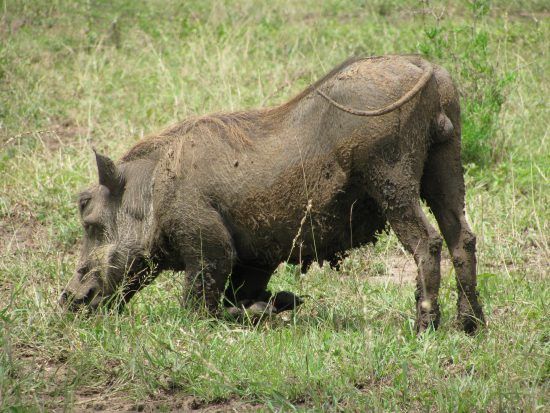 warthog