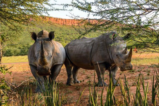 Two rhino under the shade of the trees at the Waterberg Plateau Lodge