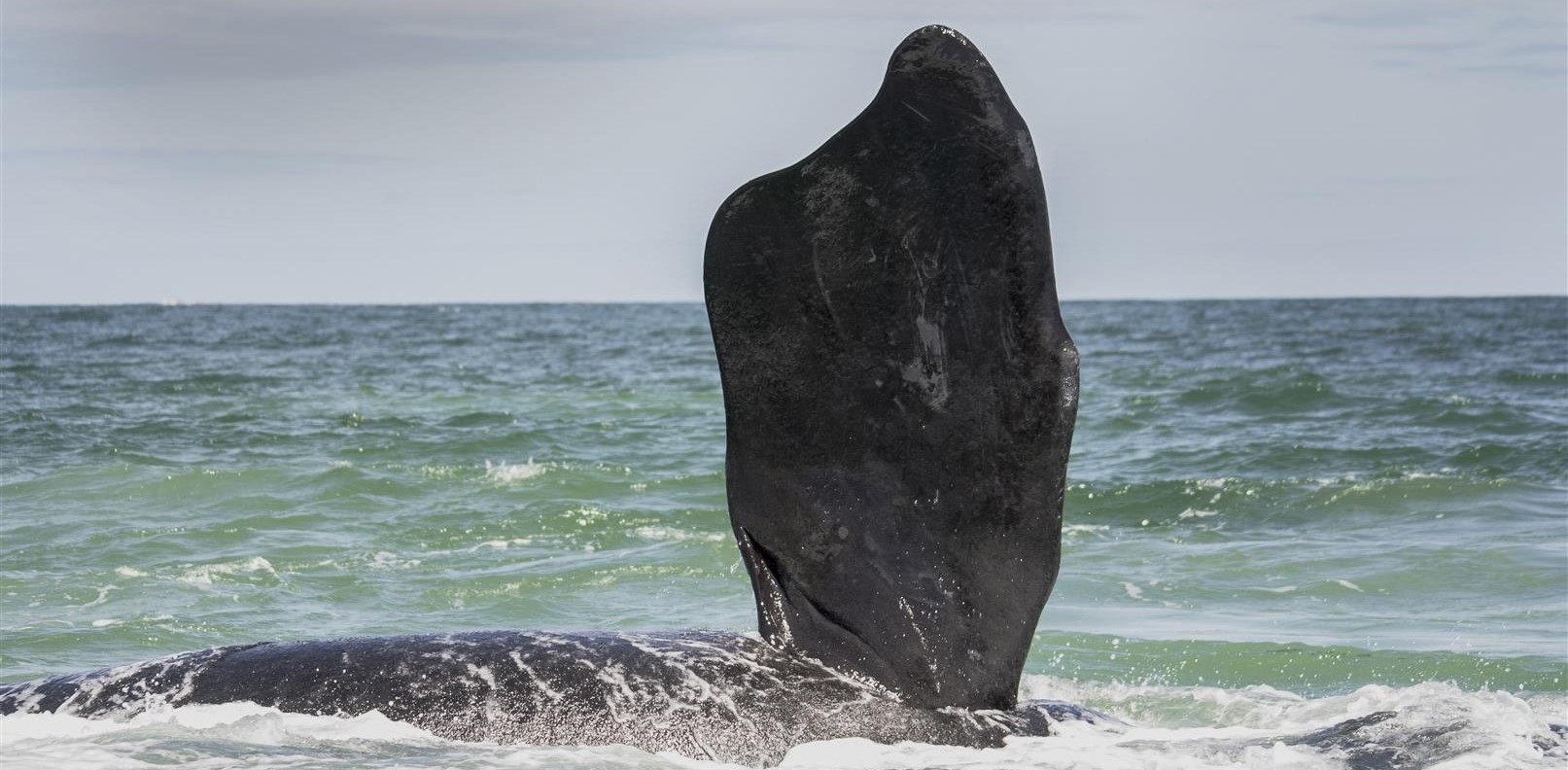 Whale flipper on the whale route in South Africa