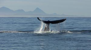 La aleta de una ballena saliendo del agua