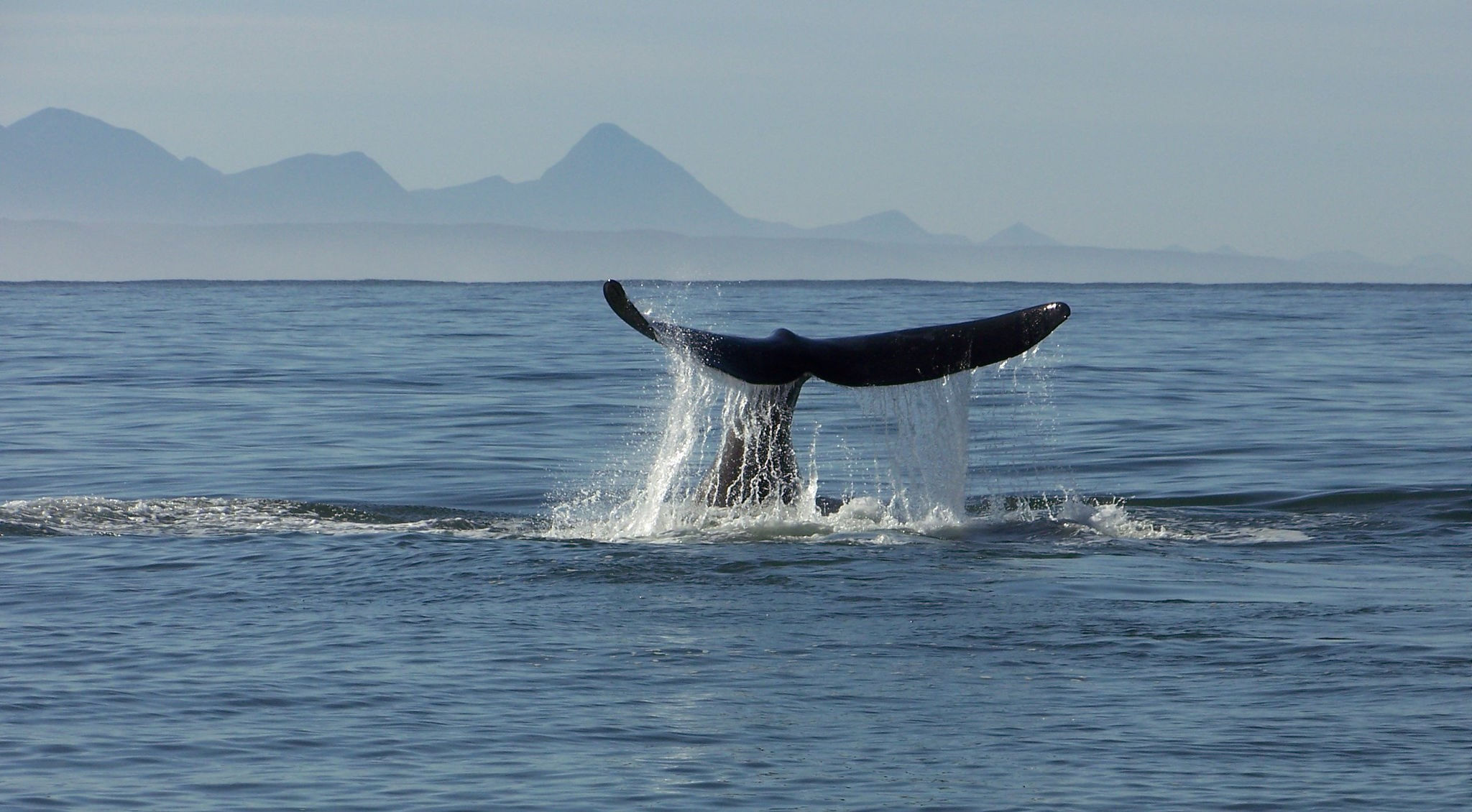 Flosse eines Wals ragt aus dem Wasser - ein Mitglied der „Big Five des Ozeans“