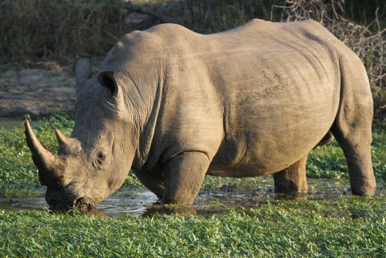 Breitmaulnashorn gräst friedlich