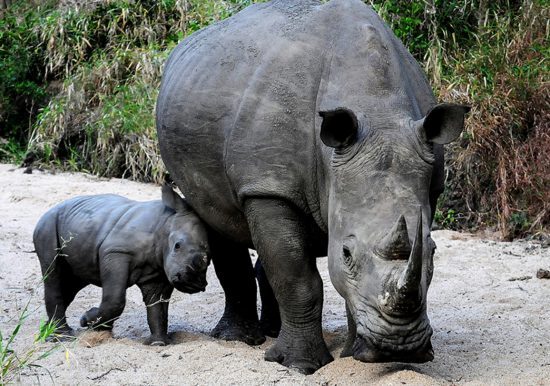 Breitmaulnashorn oder weißes Nashorn mit Nachwuchs