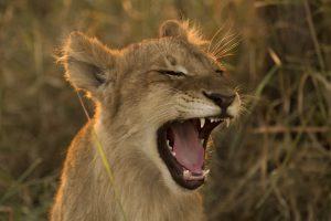 animaux nouveaux-nés d'Afrique - lion